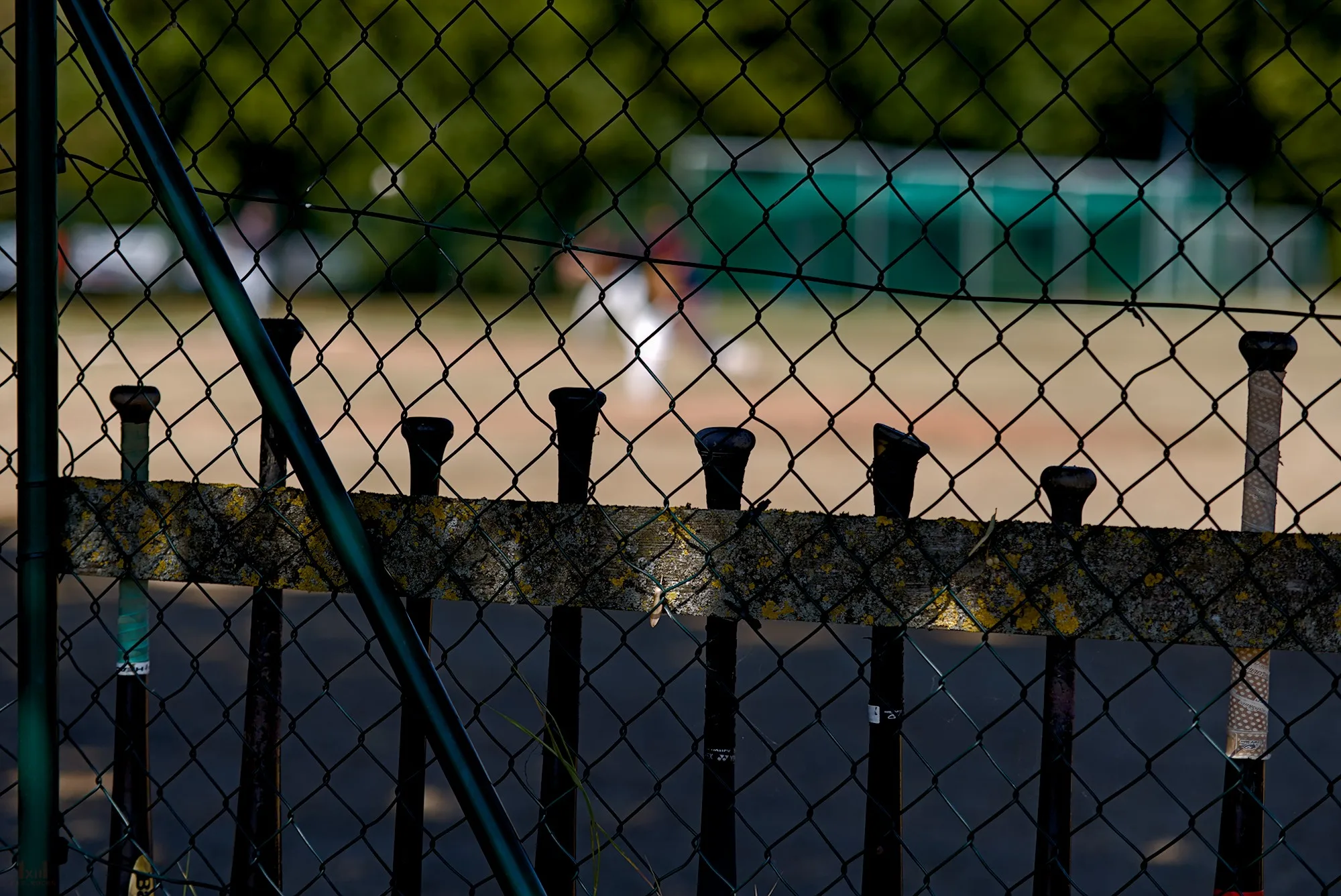 Stimmungsvolle Szene am Spielfeldrand bei Aichelberg Indians vs. Heidelberg Hedgehogs